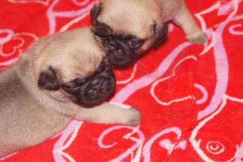 2 adorables chiots carlin disponibles de suite