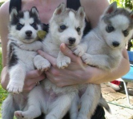 Superbes chiots Husky de Sibérie non Lof