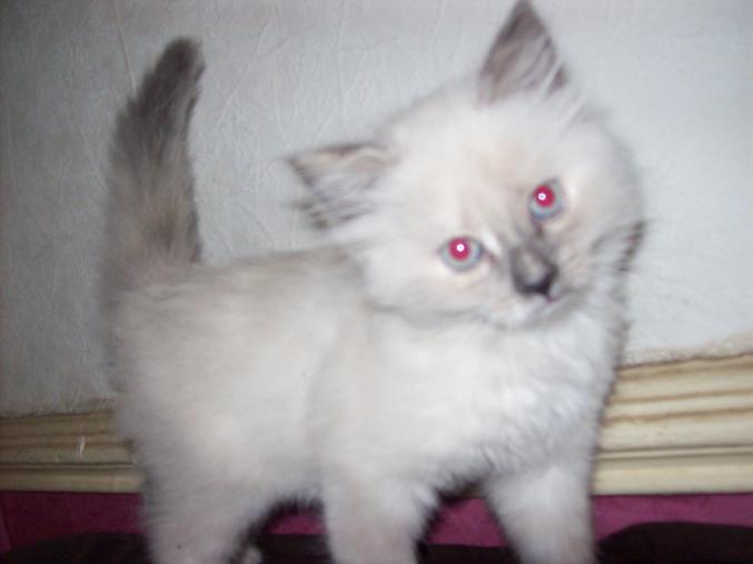 Chaton type sacré birmanie