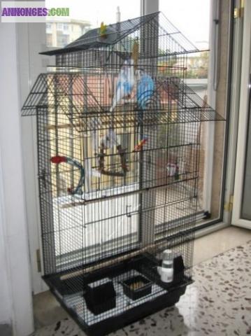 Voliere cage oiseaux inséparable cockatiels perruche perroquet canari calopsitte 2