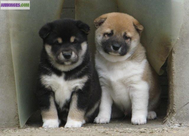 Chiots de type shiba inu non lof