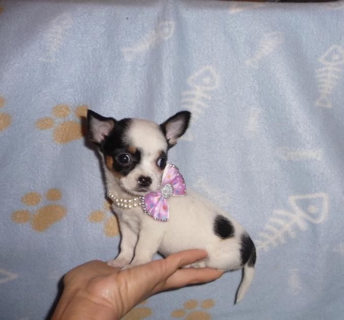 Chiot type chihuahua femelle disponible de suite