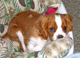 Chiots de race cavalier king charles, LOF