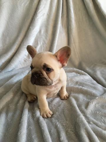 Chiot bouledogue Francais