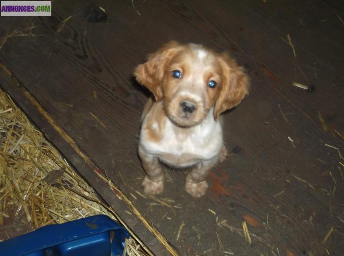 Chiots Epagneul Breton