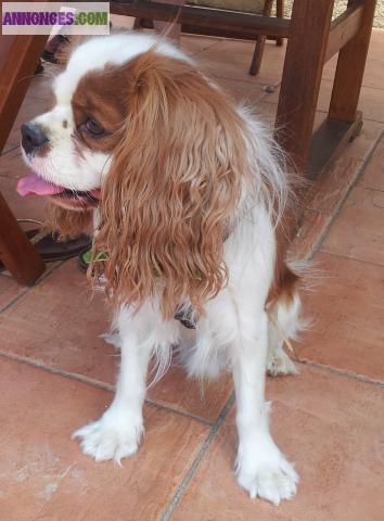 Cherche femelle pour saillie Cavalier King Charles