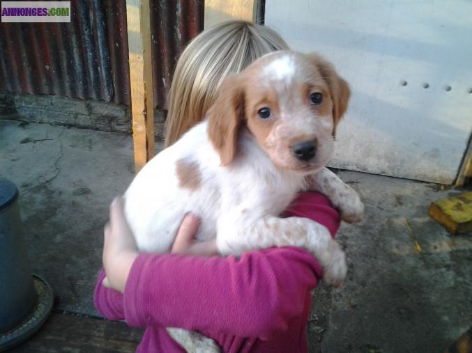 Chiots Epagneul Breton