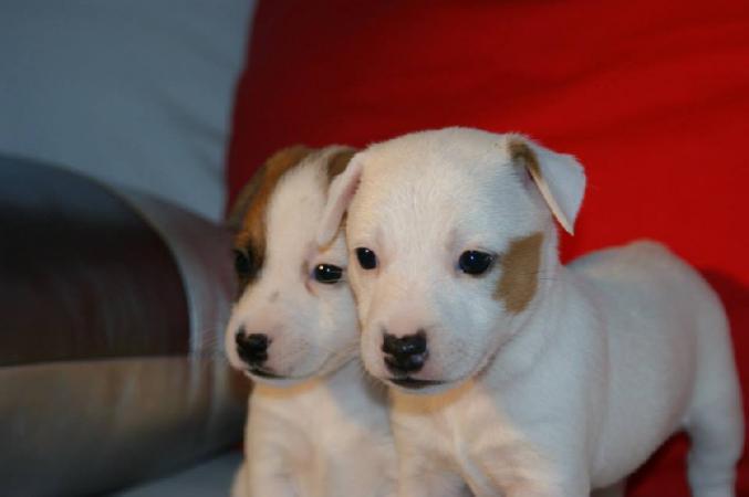 6 Superbes chiots Jack Russell