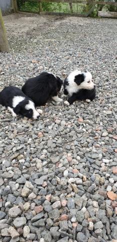 Chiots Bearded Collie