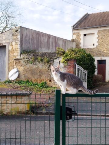 Garde de chat a mon domicile et visite