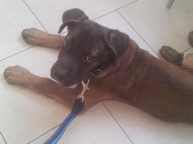 Chiot type cane corso