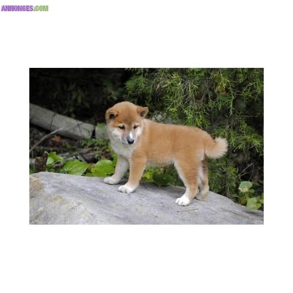 Chiot male type Shiba Inu