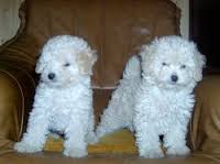 Chiots de type caniche toys non lof