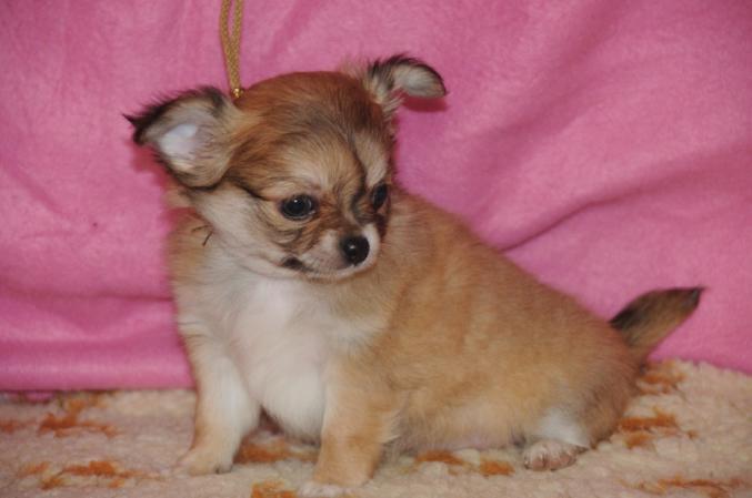 Chiot type Chihuahua poil court.