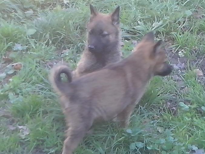 Type chiots malinois