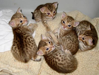  A vendre 6 magnifiques chatons Bengal LOOF