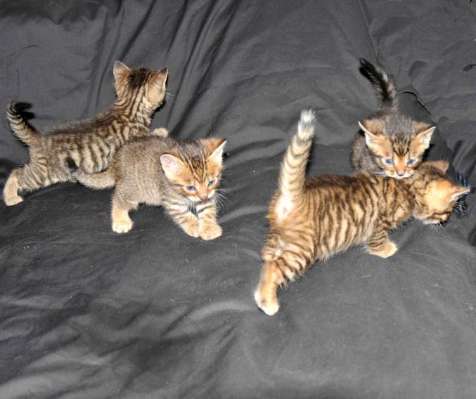 Trois magnifiques chatons d'apparence Bengal