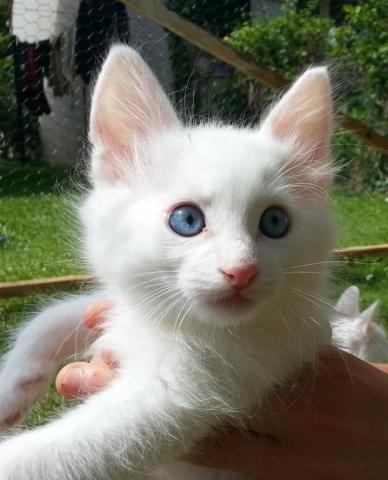 Adorable Chaton Angora Turc Blanc Yeux Bleus