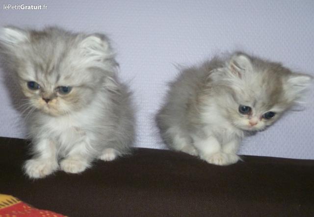 Adorable chatons persan a donner