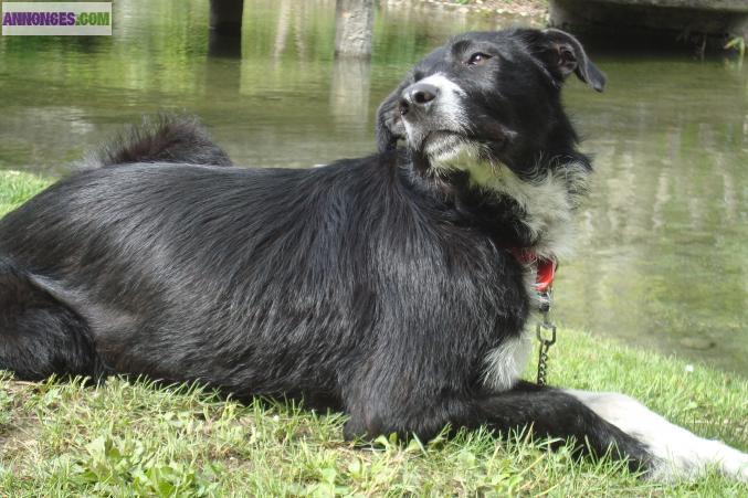 A ADOPTER "YOULA" CHIENNE TYPE BORDER COLLIE