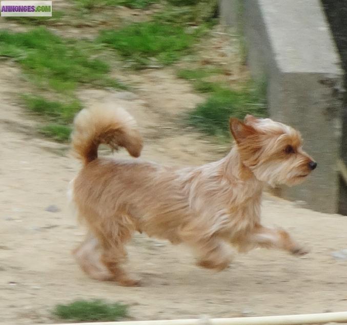 A réserver chiot type Yorkshire terrier non lof