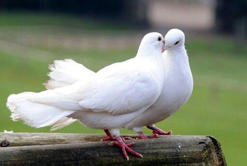 PIGEONS VOYAGEURS BLANCS 