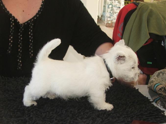  West Highland White Terrier(westie) femelle  a donner