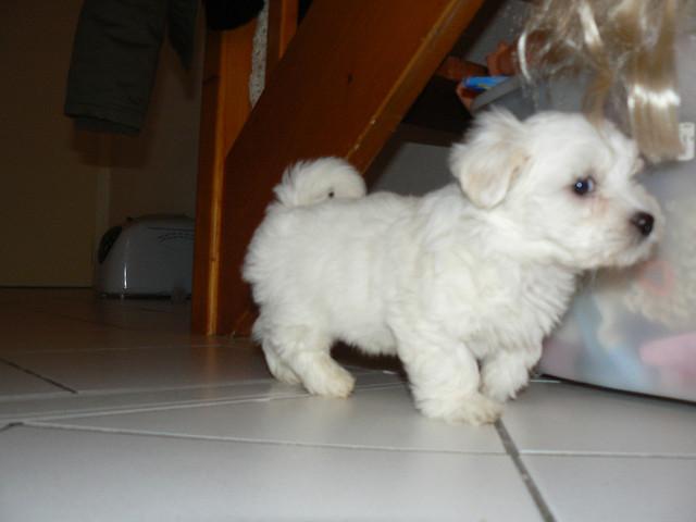 Magnifiques chiots bichon maltais