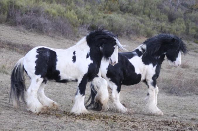 Cherche don Irish cob