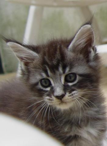 Chatons maine coon loof disponibles