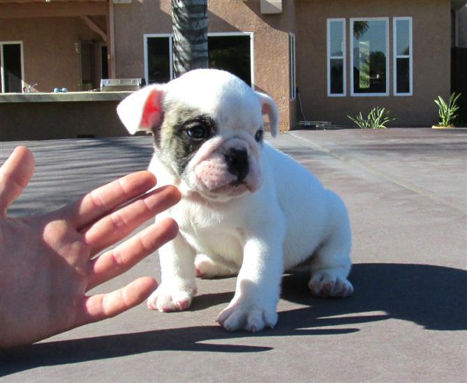 Chiots Bulldog Anglais LOF Pédigrée Exceptionnel.