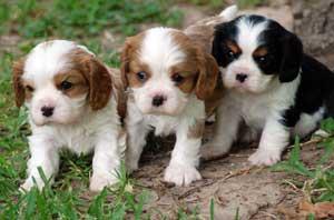 Chiots cavaliers king charles à reserver 