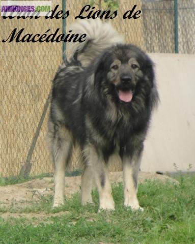 Chiots sarplaninec des lions de macedoine à réserver