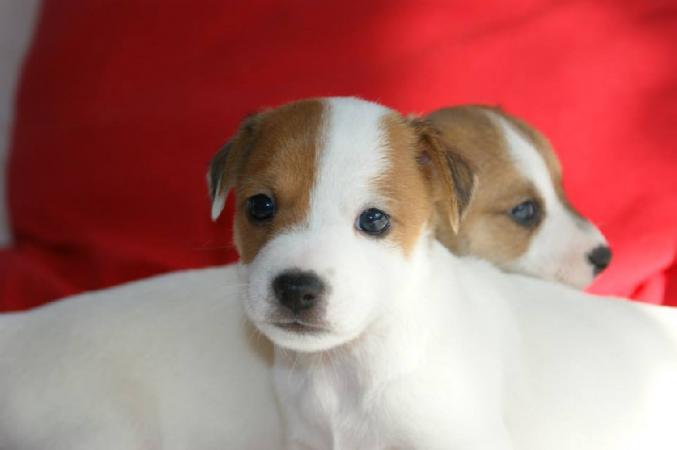 6 Superbes chiots Jack Russell