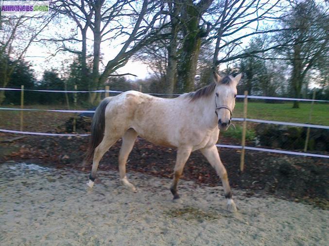 Jument appaloosa croisée quarter horse de 6 ans