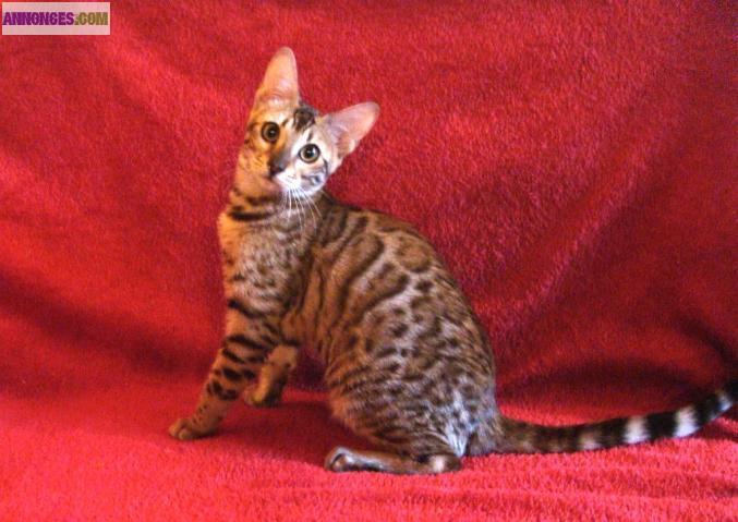 Chatonne Bengal Brown Spotted Tabby