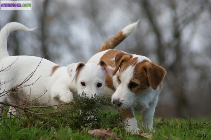 Disponibles chiots jack russell terrier LOF