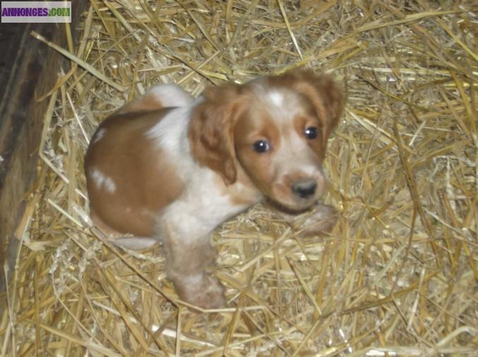 Chiots Epagneul Breton