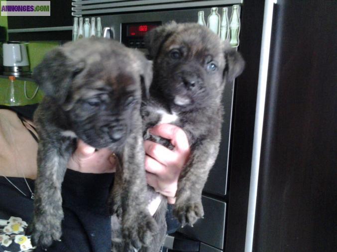 Chiot type cane corso