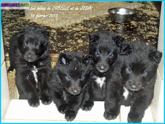 Chiots groenendaels