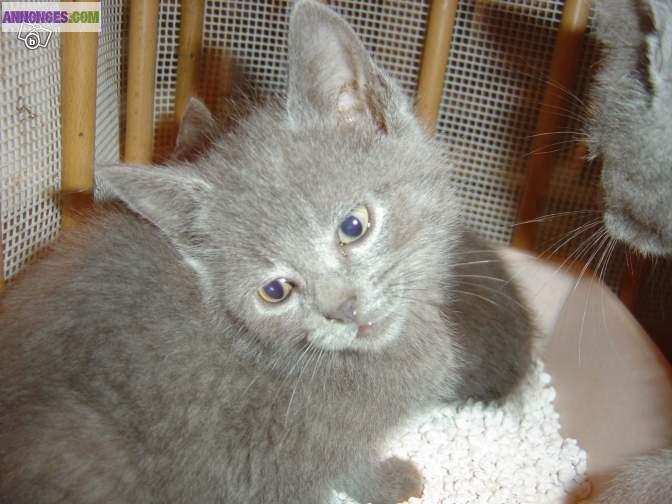 Chatons type chartreux pour adoption