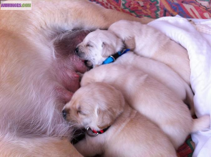 Chiots labrador