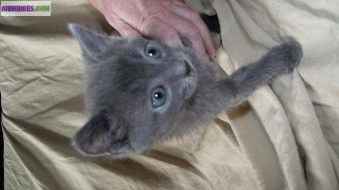 Chatons bleu de russie