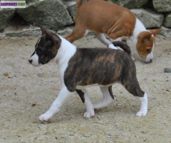 Chiots de type basenji non LOF pour adoption