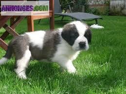 Chiots type saint bernard