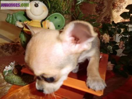 2 males (type) chihuahua beiges de 3 mois