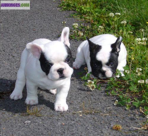 Adorable femelle bouledogue francais