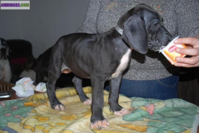 Chiots dogue allemand