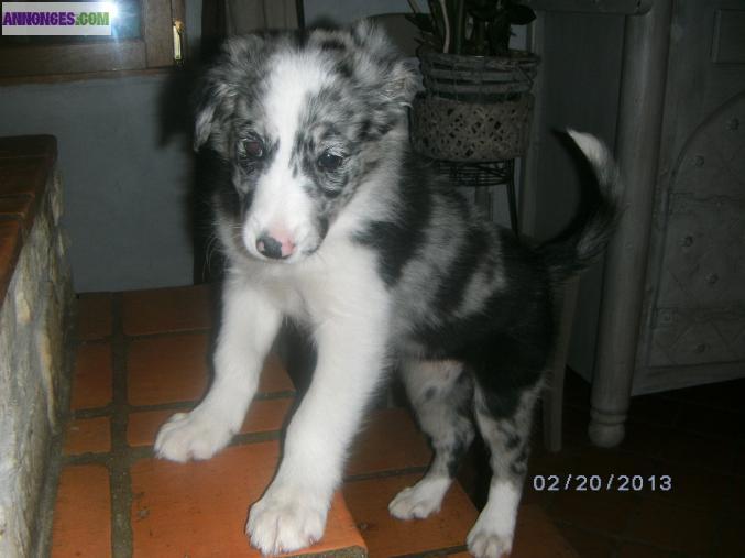 Chiot border collie