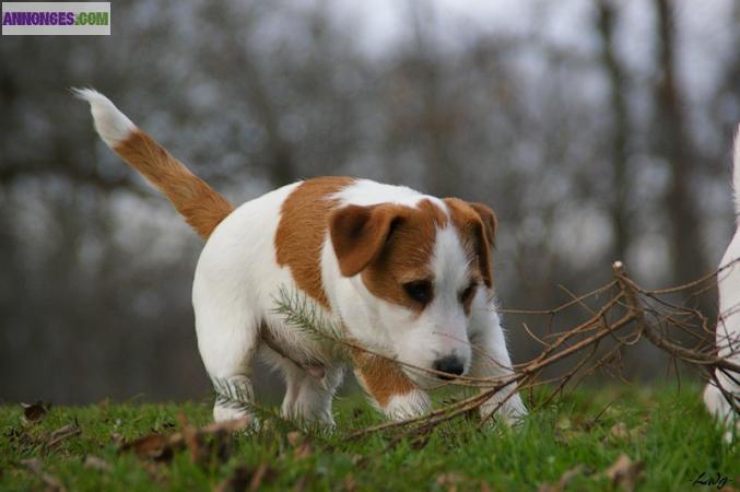 Disponibles chiots jack russell terrier LOF